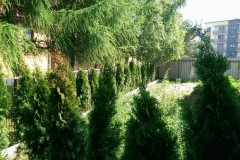 2015 6 13_nasadzenia 1.jpg