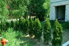 2015 6 13_nasadzenia 2.jpg